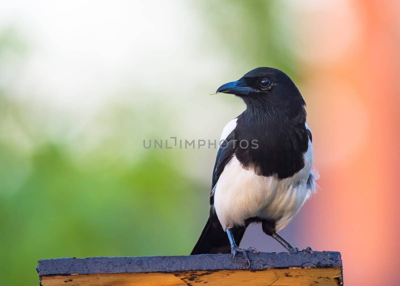 Magpie on the roof of a feeder