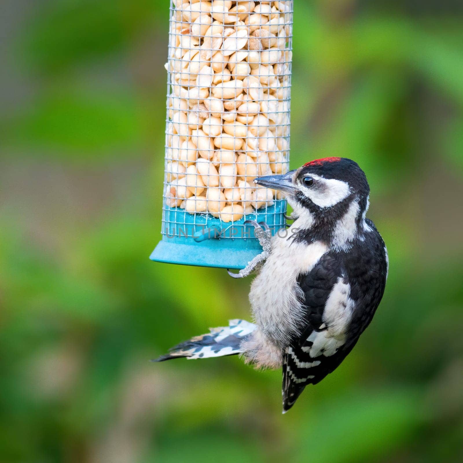 A juvenile great spotted woodpecker on a bird feeder