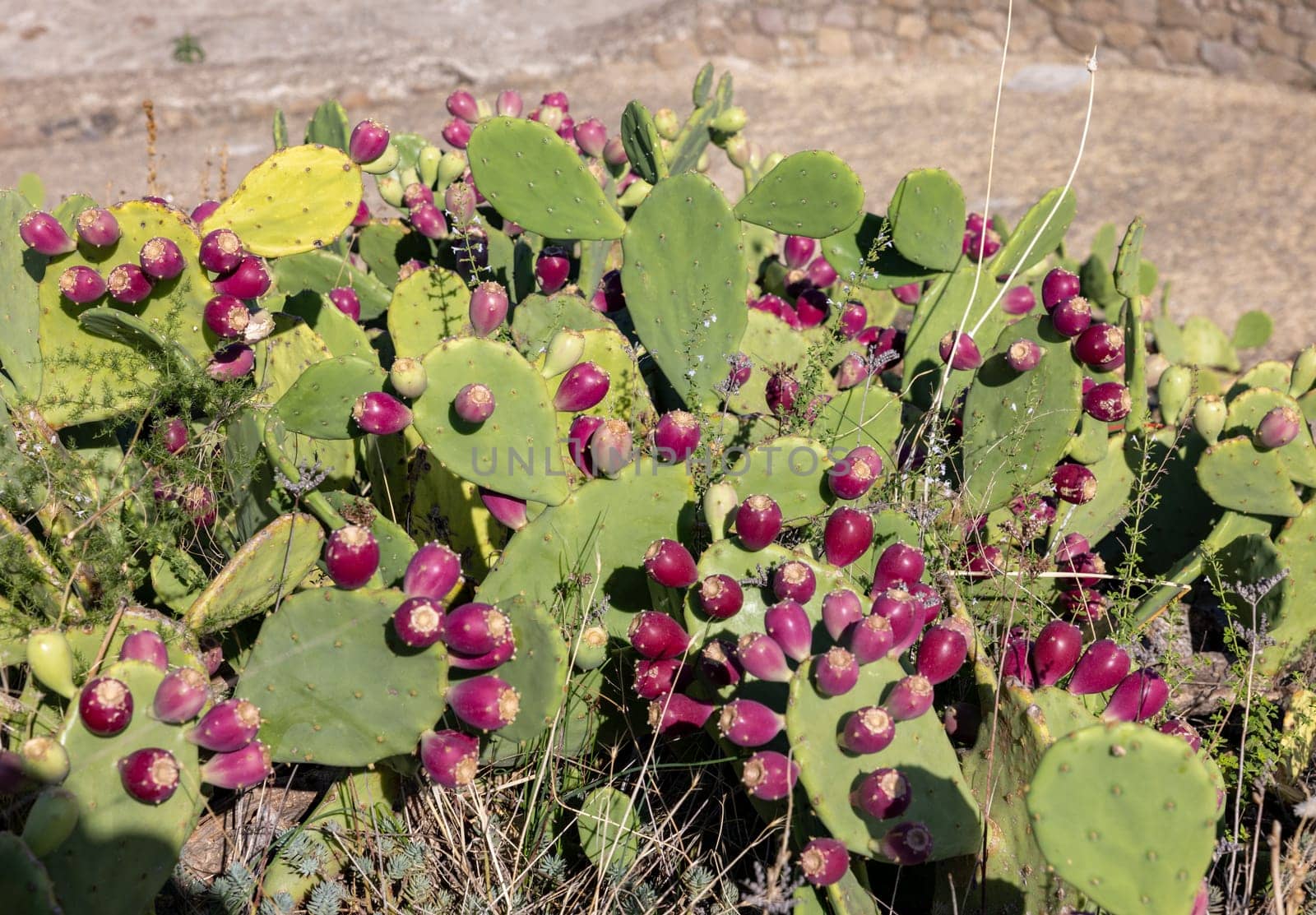 Close-up of Opuntia ficus-indica, cactus pear or prickly pear, with red fruits