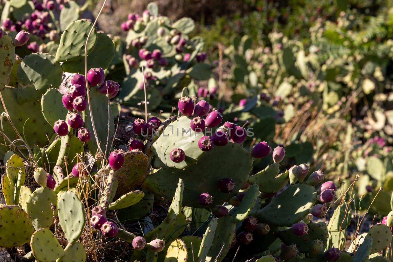 Close-up of Opuntia ficus-indica, cactus pear or prickly pear, with red fruits