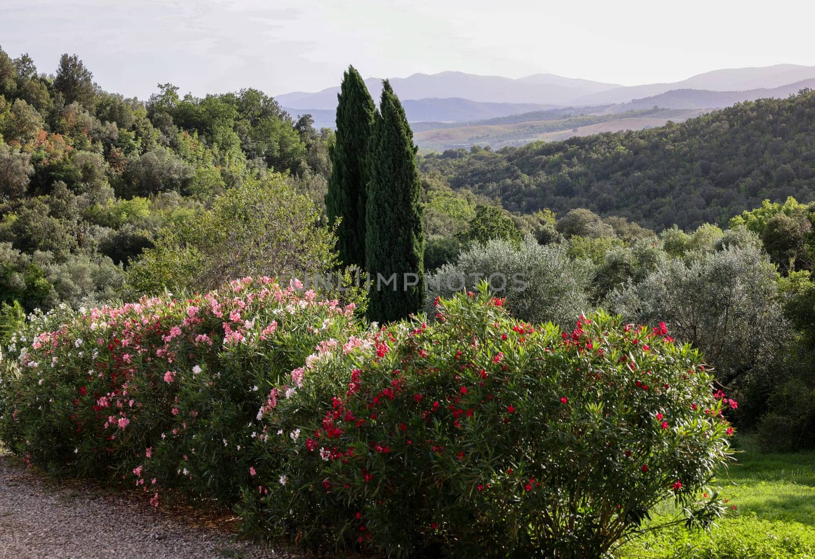 Old olive groves and oleander bushes on a hillside in Montemassi in the province of Grosseto. Tuscany. Italy