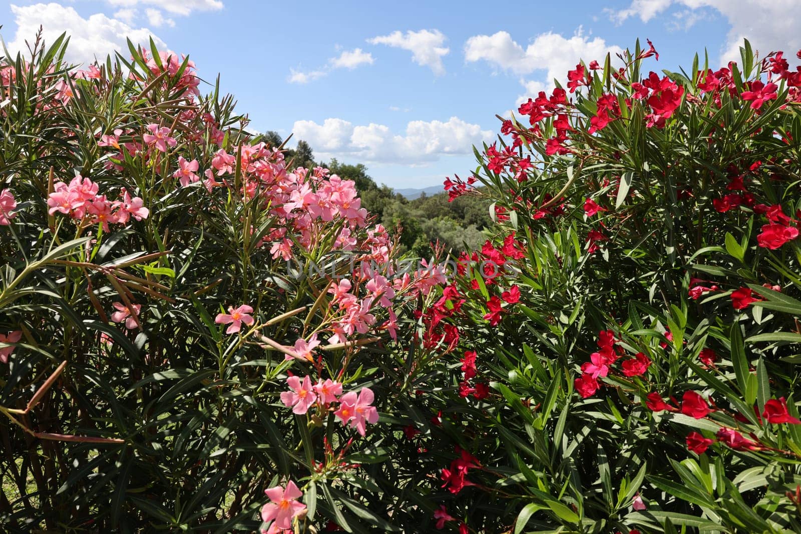 Beautiful small Oleander flowers. a poisonous evergreen  shrub that is widely grown in warm countries for its clusters of white, pink, or red flowers.