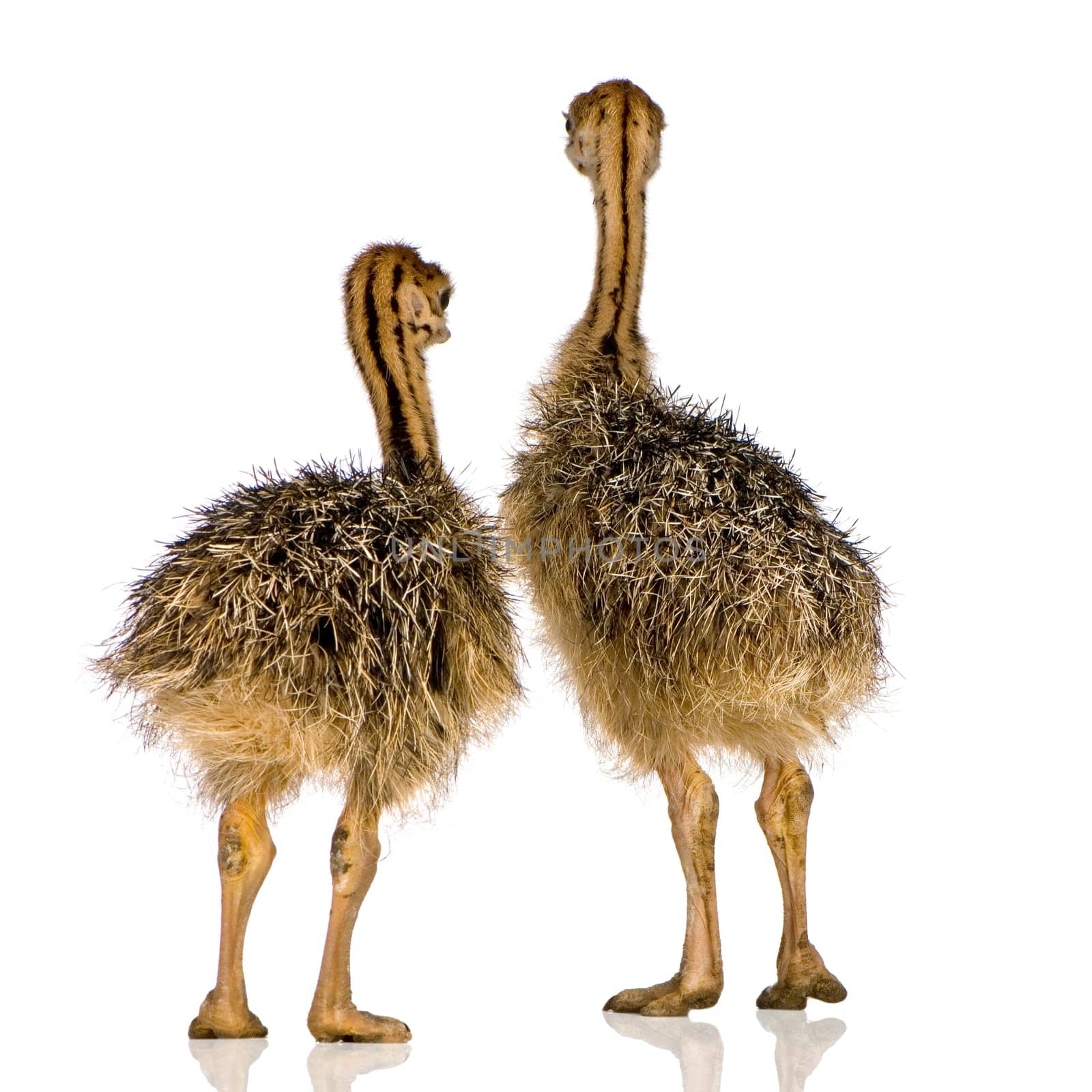 Ostrich Chick in front of a white background