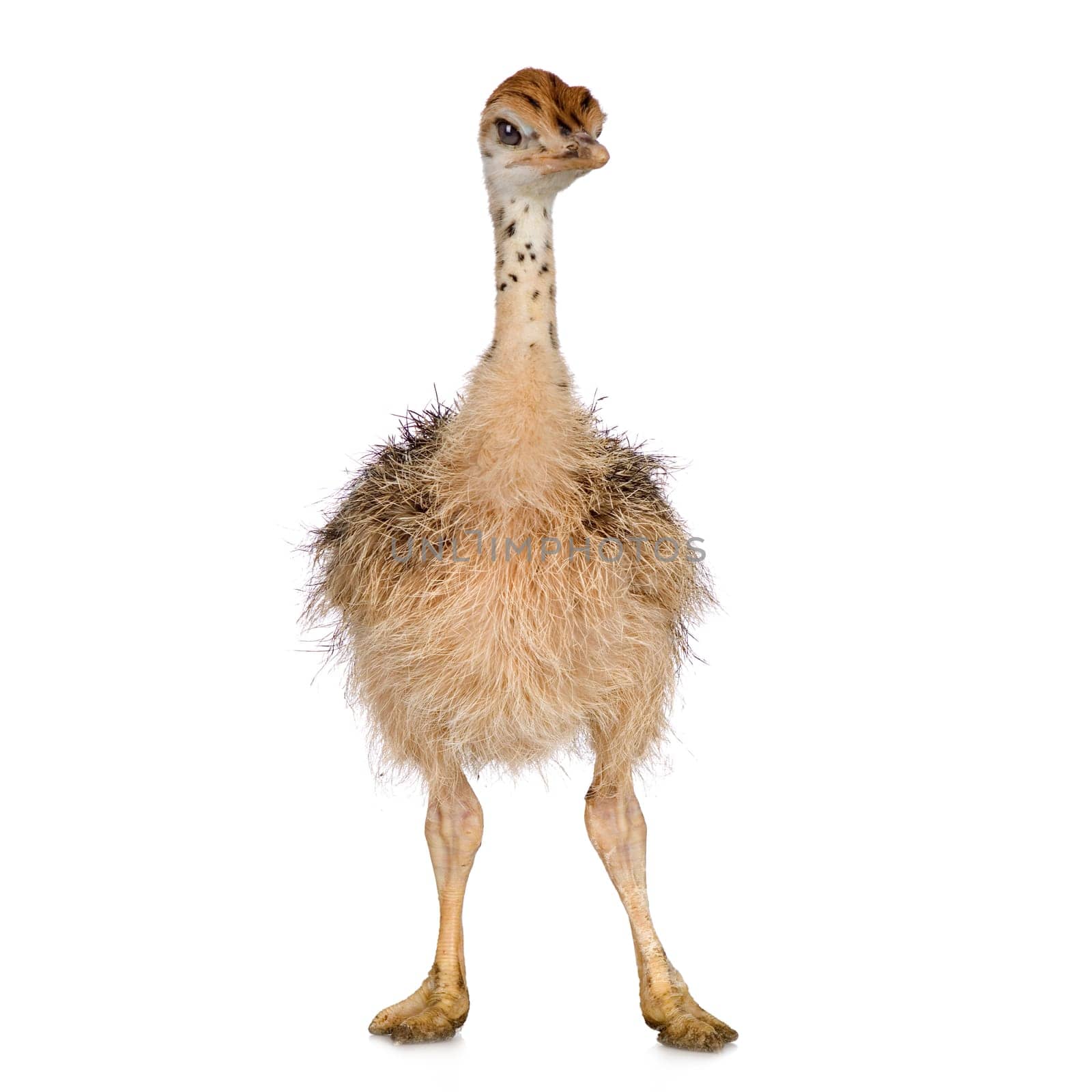 Ostrich Chick in front of a white background