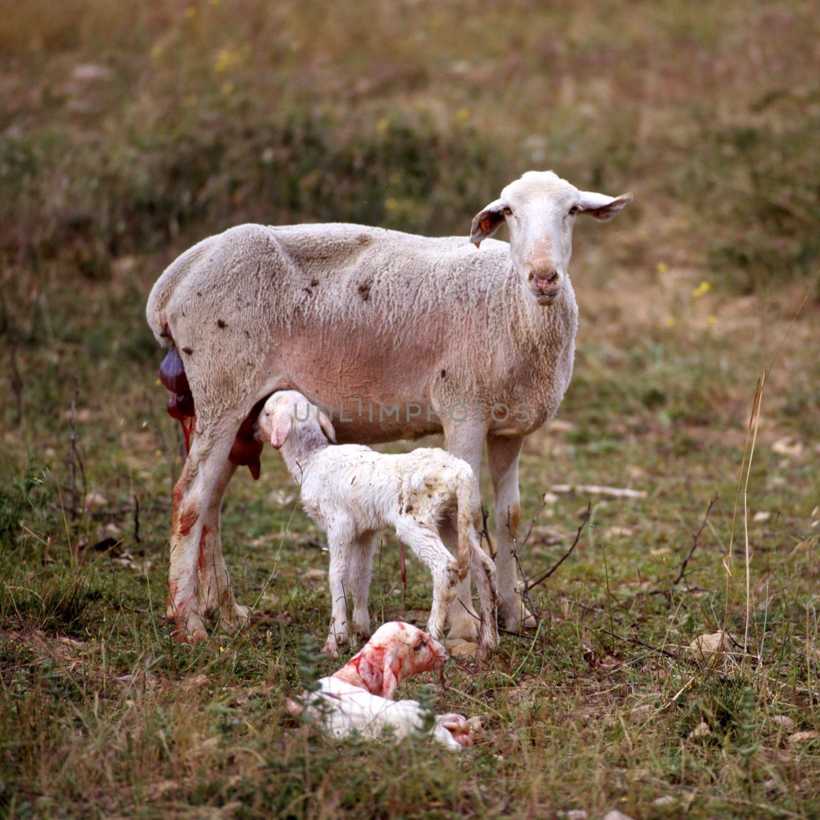Sheep and her new born lamb