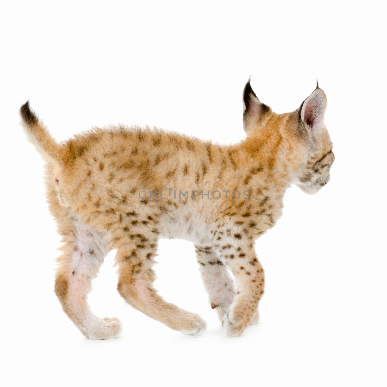 Lynx cub in front of a white background