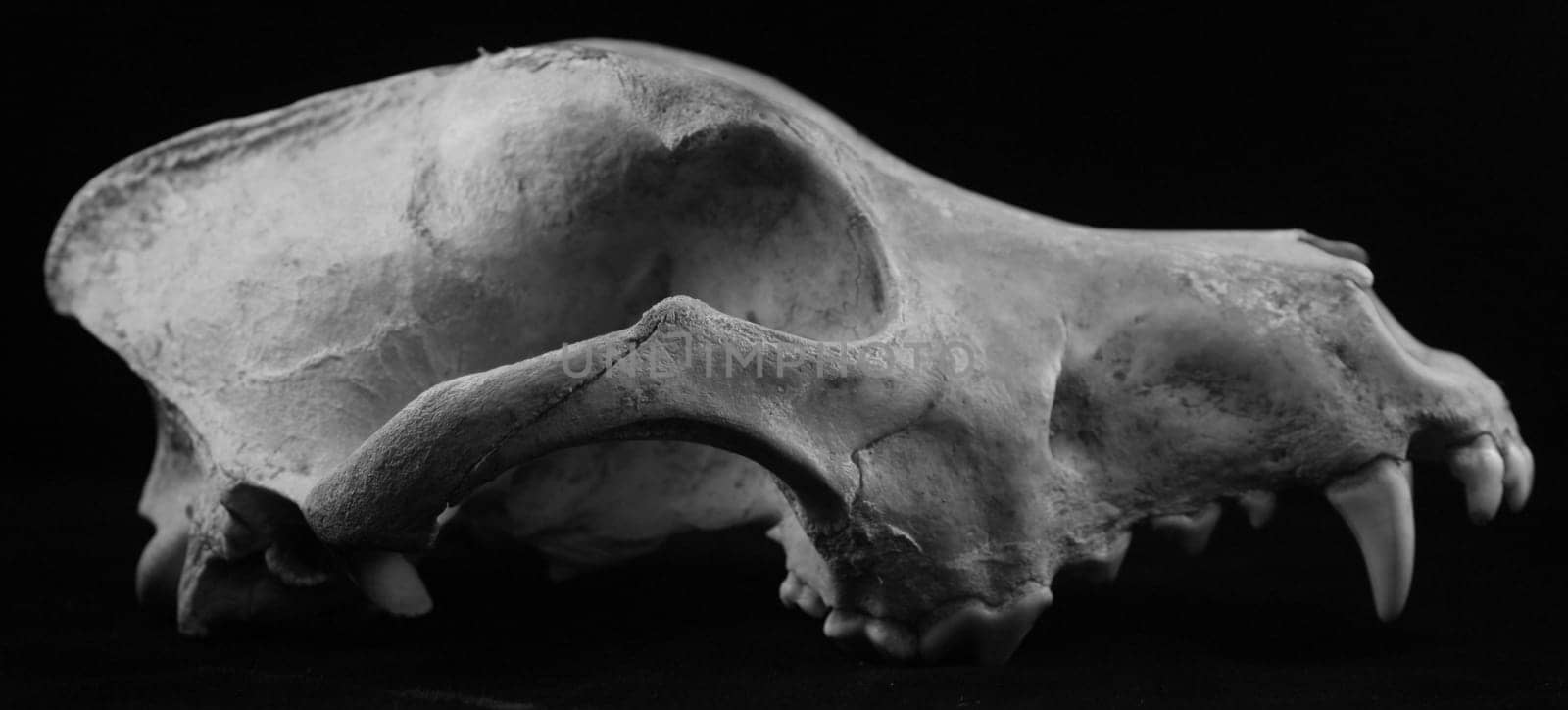 animal skull wolf dog coyote bones isolated died teeth fossil death age