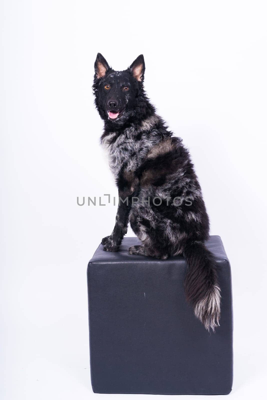 Mudi shepherd in front of a brick and white background