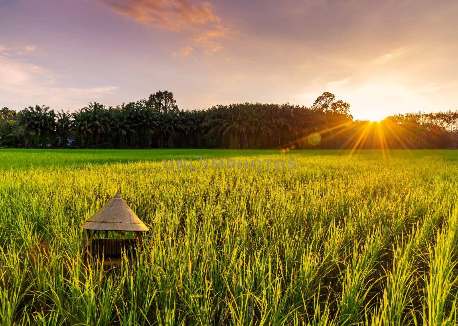 Rice field with sunrise or sunset and sunbeam flare over the sun in cloud sky twilight light