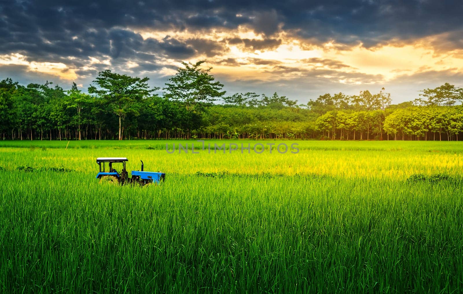 Rice field rural with tractor in colorful of cloud sky sunset and sunlight in twilight, Green field rural countryside