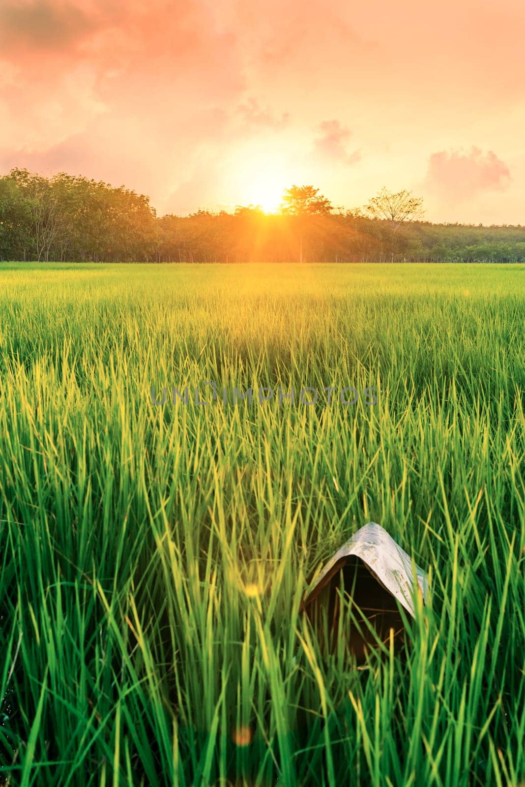 Rice field with sunrise or sunset and sunbeam flare over the sun in cloud sky twilight light, Ai Generate