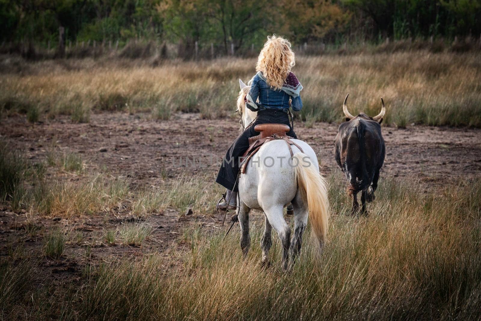 Cowboy carrying a long cattle prod near a herd of bulls, Camargue, France