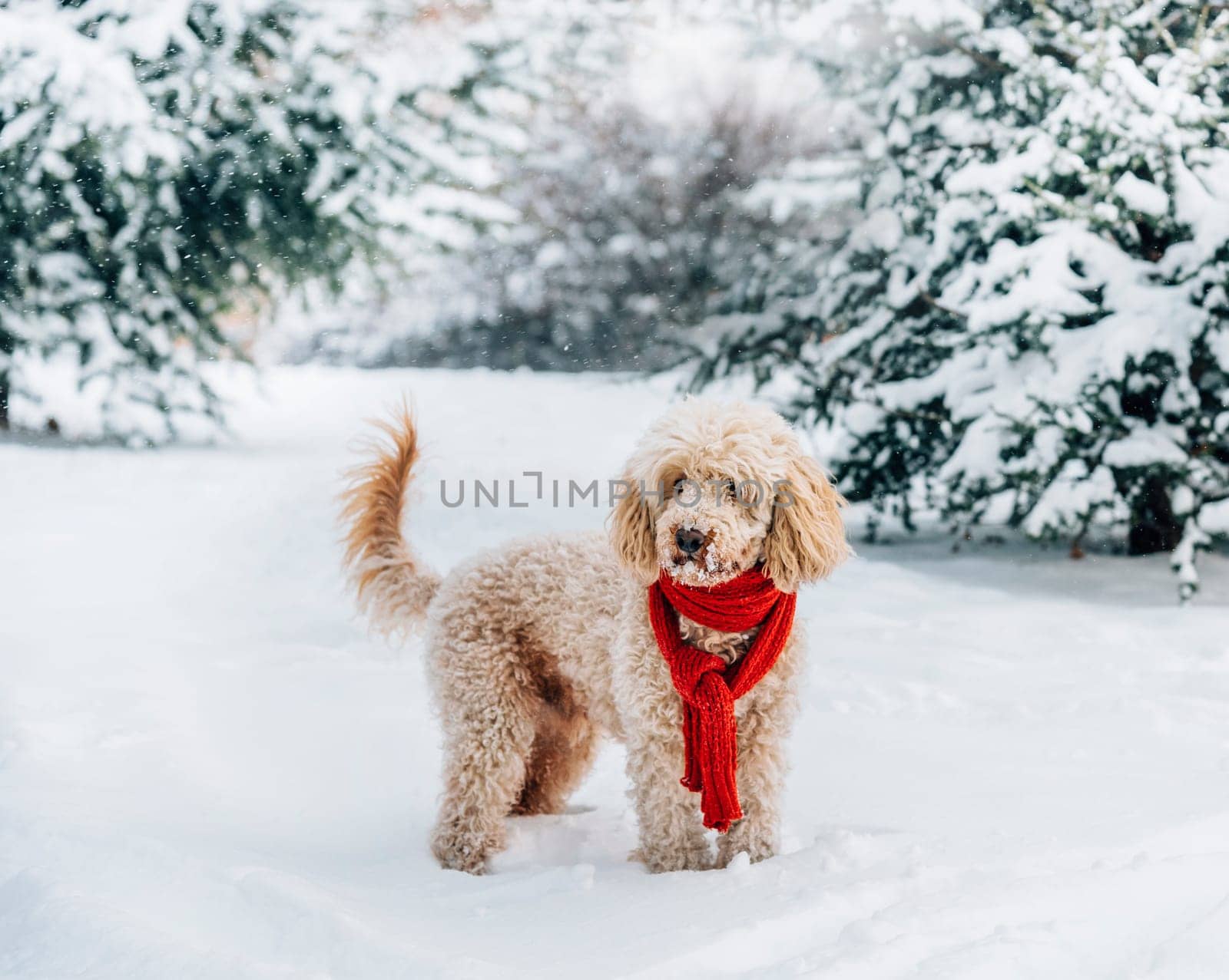 Cute and funny little dog with red scarf playing in the snow. Happy puddle puppy having fun with snowflakes. Outdoor winter holidays happiness. Christmas and New year concept.