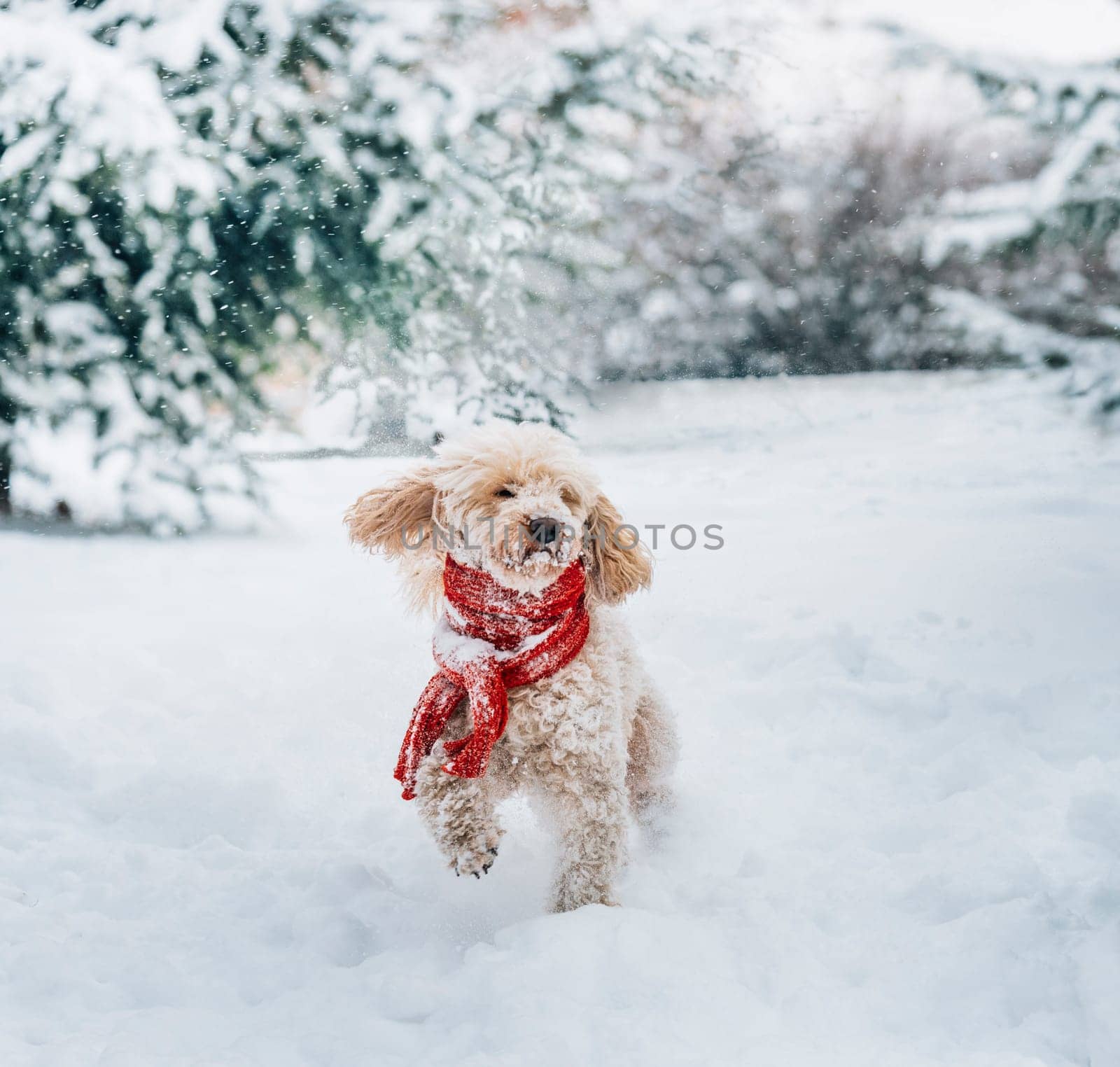 Cute and funny little dog with red scarf playing in the snow. Happy puddle puppy having fun with snowflakes. Outdoor winter holidays happiness. Christmas and New year concept.
