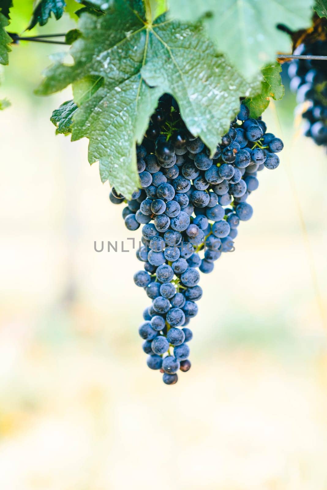 Closeup of fresh purple grape on branch in vineyard. Grapevine growing and wine production on countryside farm.