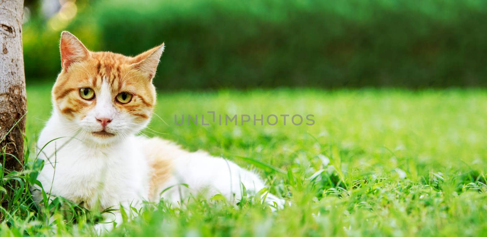 Cute domestic ginger cat relax in outdoor garden. Healthy pet in nature. Animal concept design blur background with copyspace. Outdoor portrait of yellow kitty.
