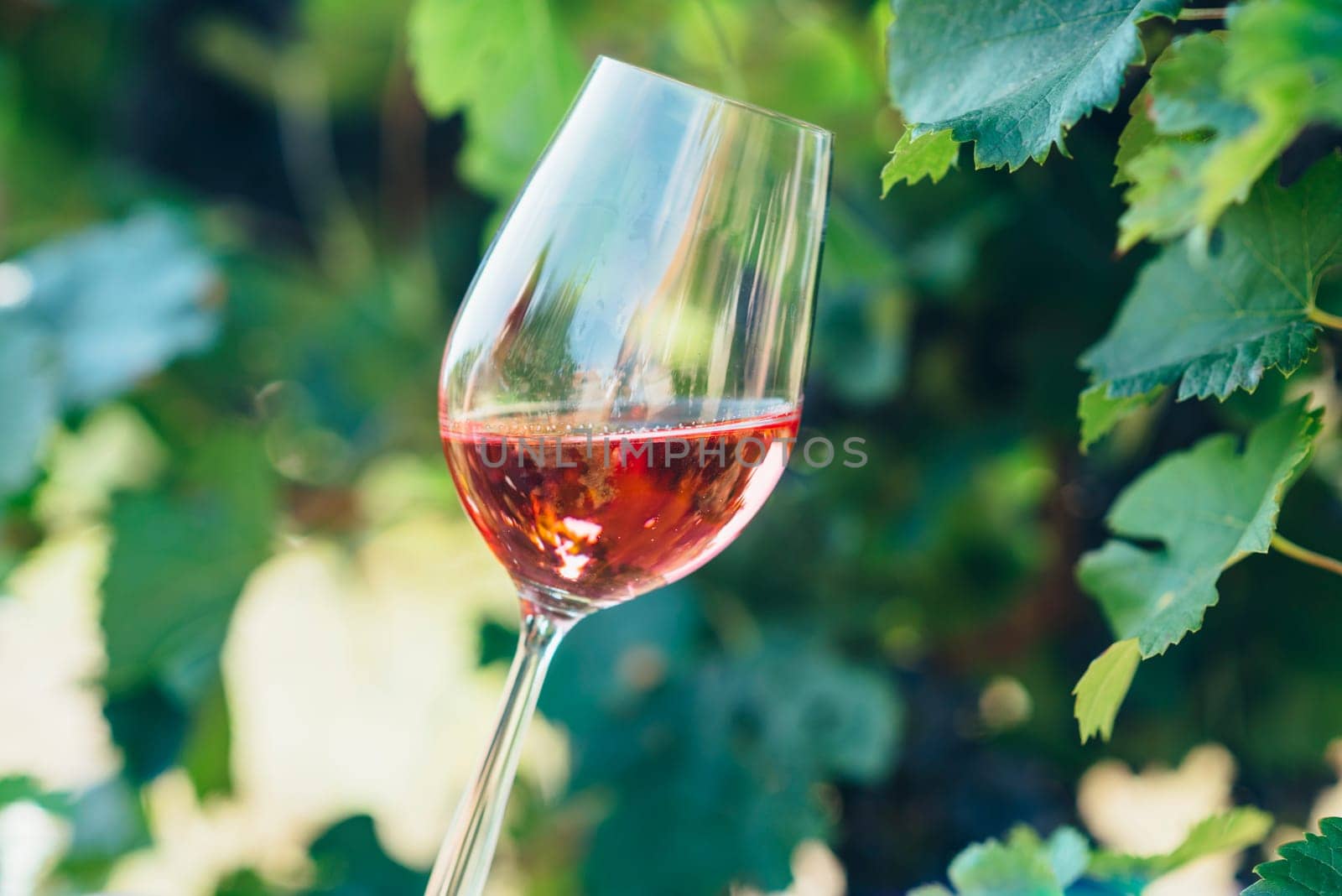 Man holding glass of red wine in vineyard field. Wine tasting in outdoor winery. Grape production and wine making concept.