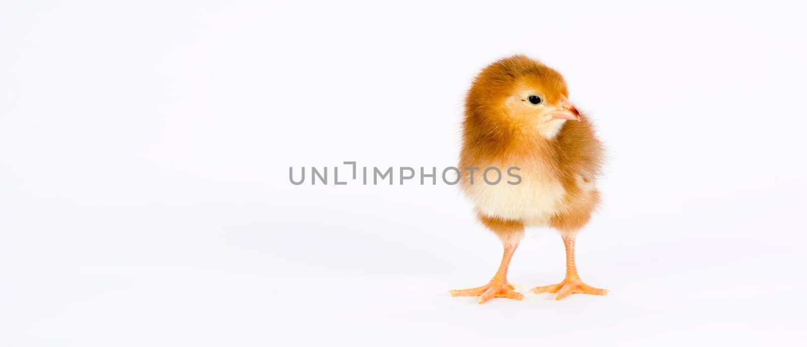 A chick  just days old stands on white