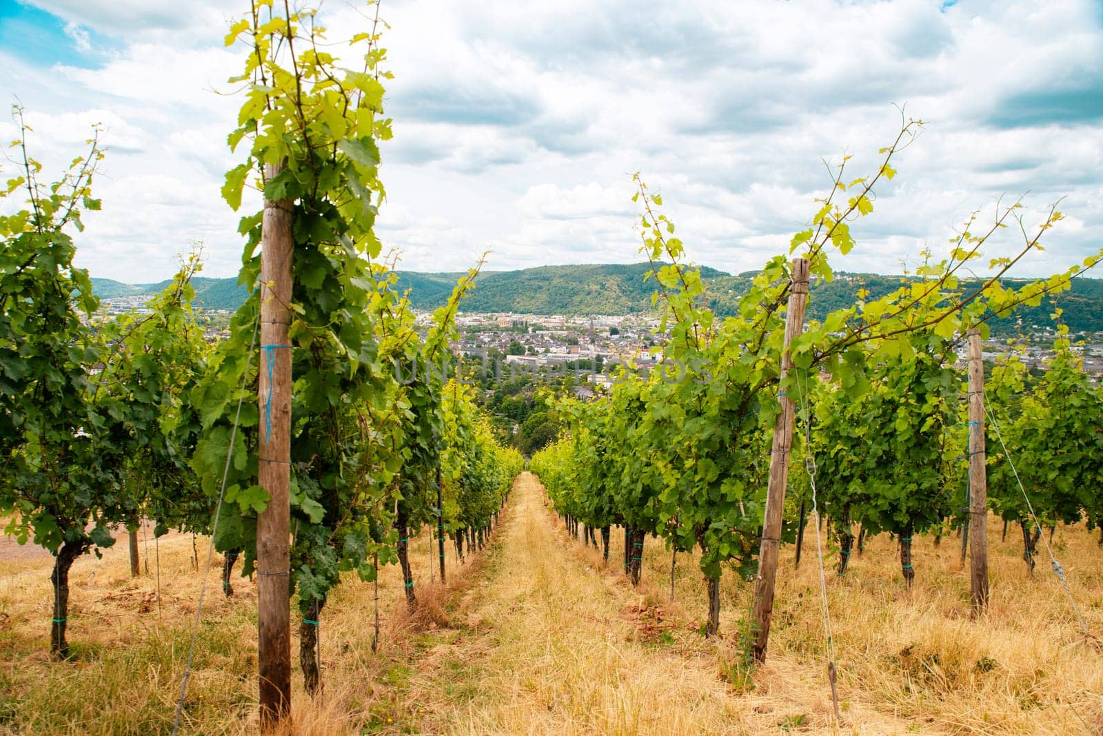 Vineyard in the ancient roman city of Trier, Moselle Valley in Germany, landscape in rhineland palatine