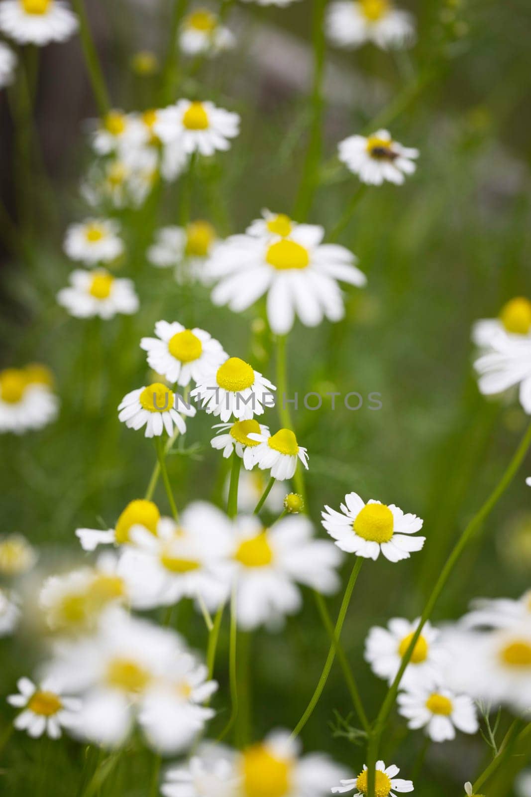 Chamomile flowers outdoors in garden vertical orientation
