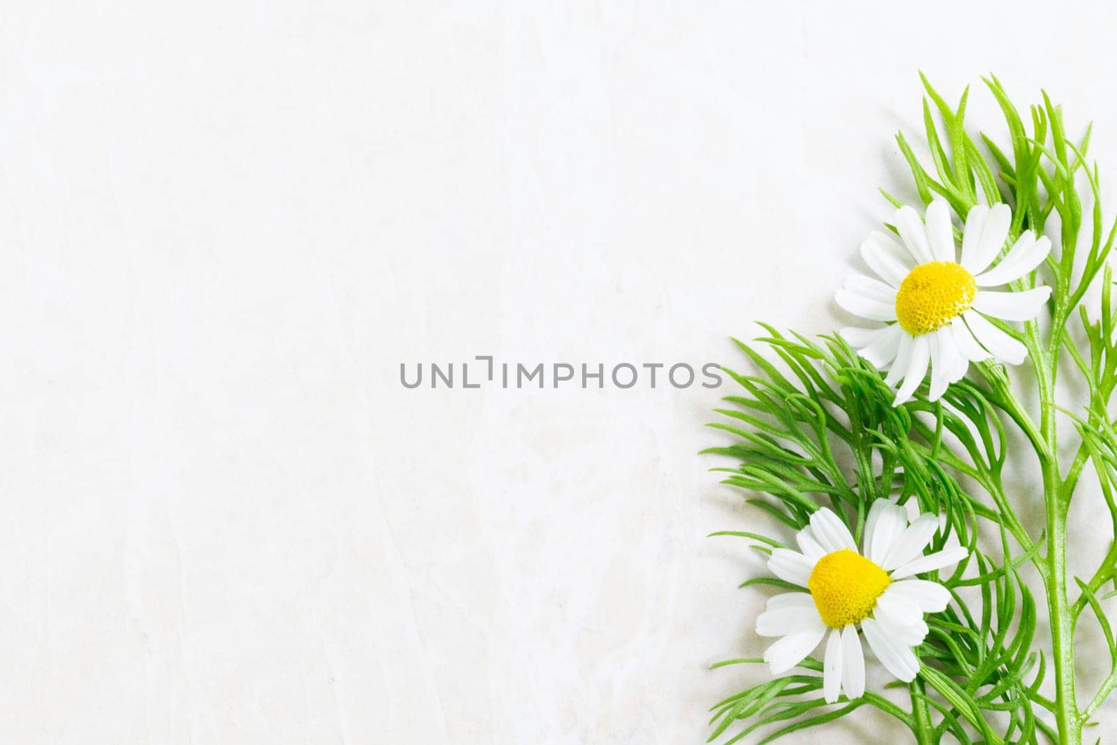 Fresh bright chamomile flowers on light marble surface with copy space.