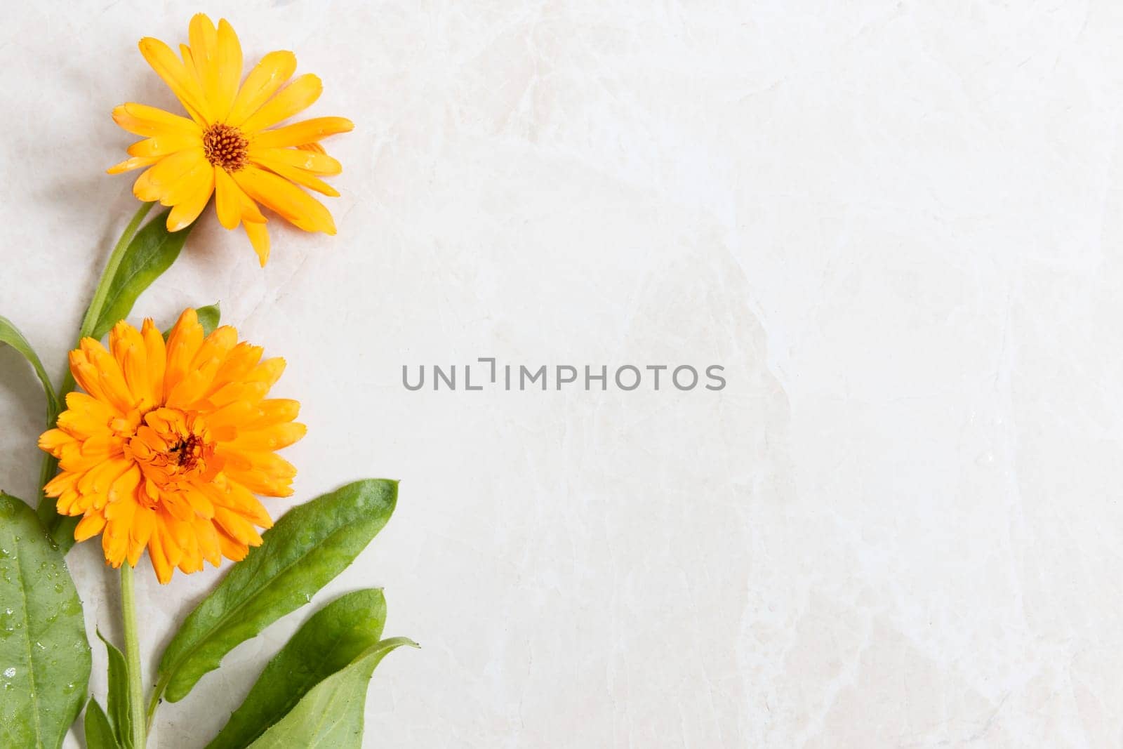 Two orange calendula flowers on a marble surface.