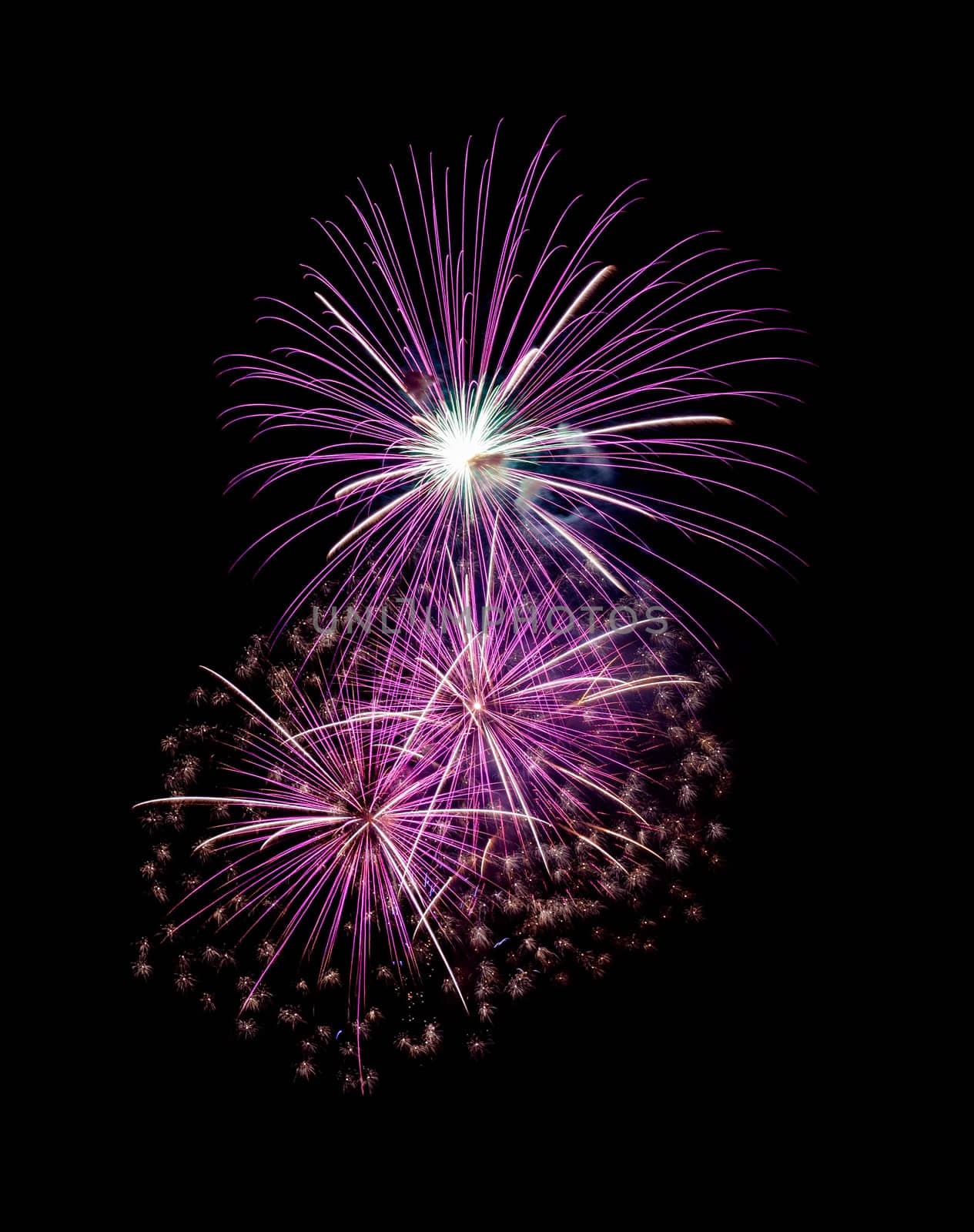 Beautiful pink fireworks display isolated on black background for celebration and anniversary