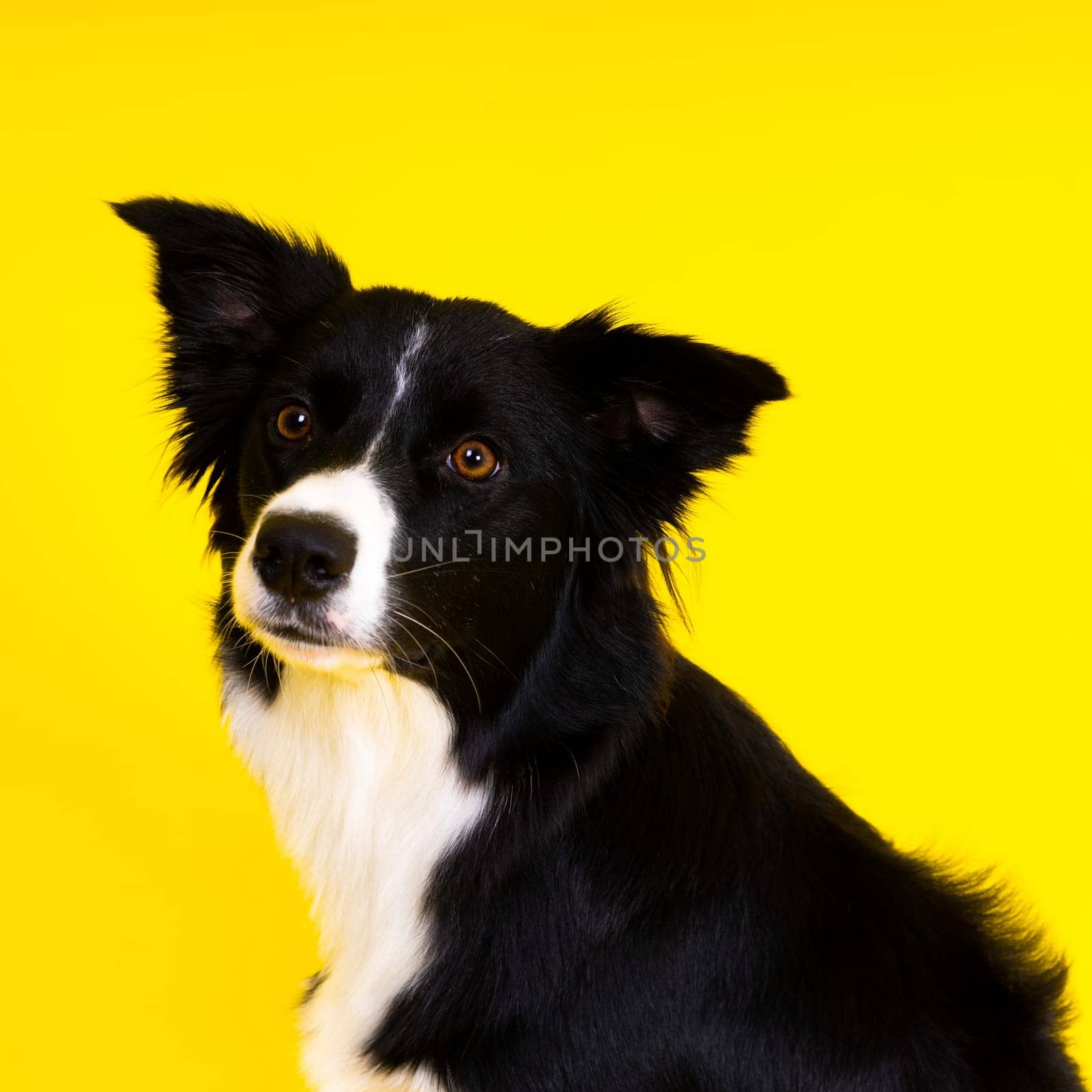 Happy black dog border collie portrait on a yellow and red background