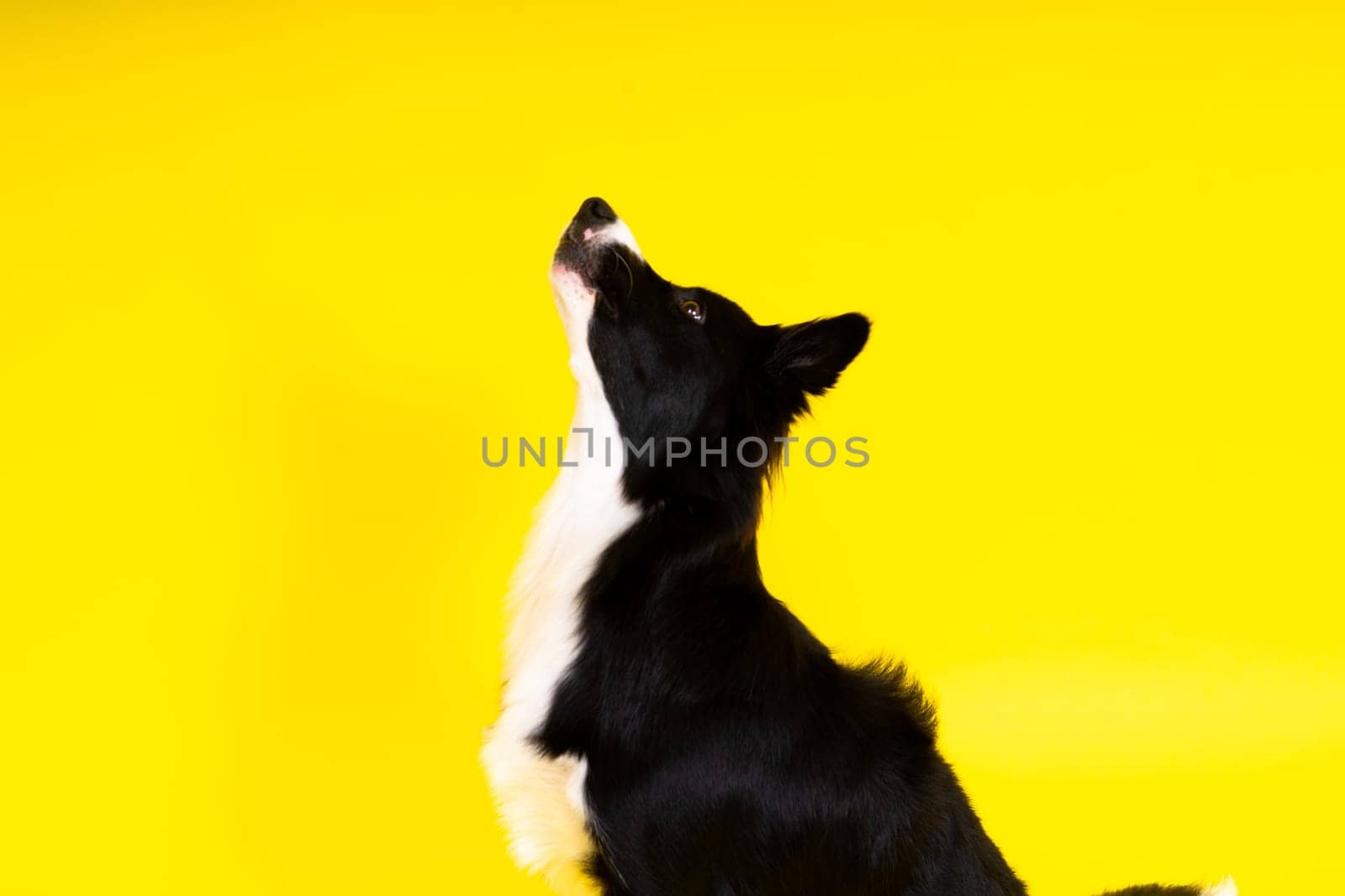 Happy black dog border collie portrait on a yellow and red background