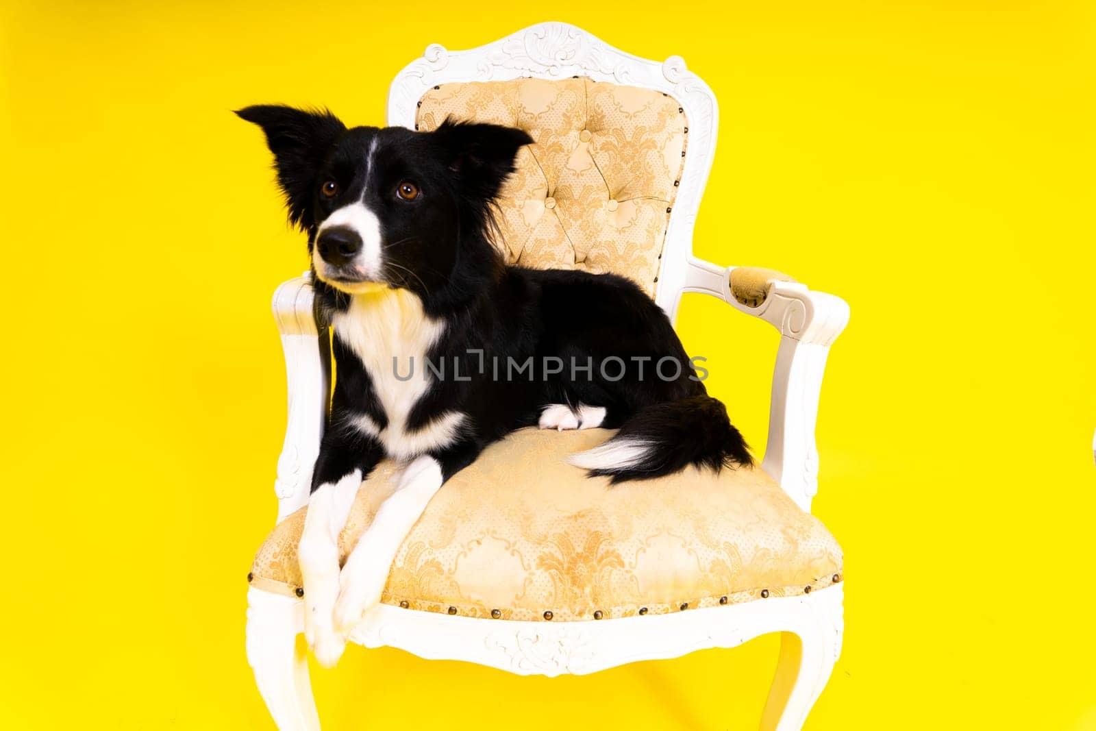 Happy black dog border collie portrait on a yellow and red background