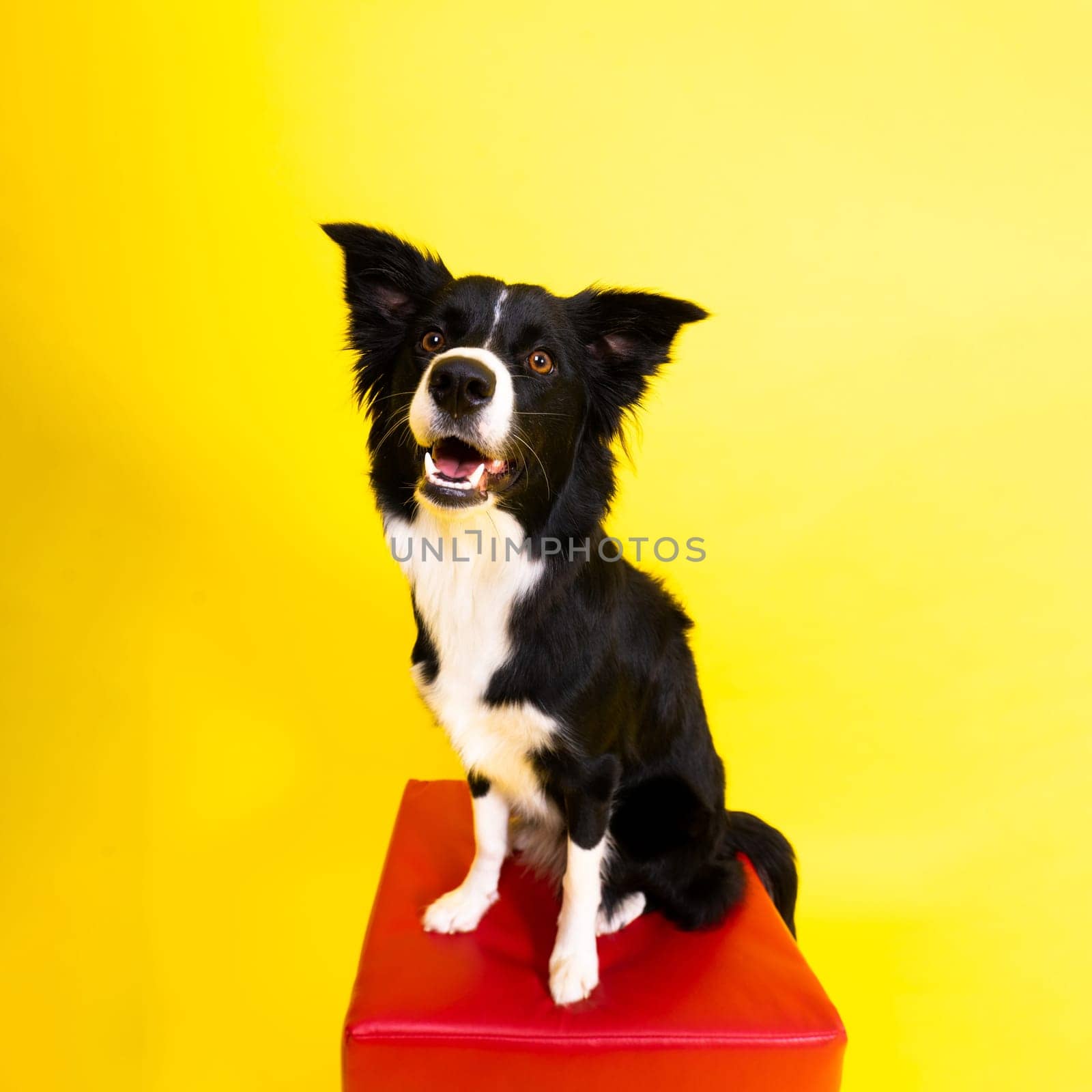 Happy black dog border collie portrait on a yellow and red background
