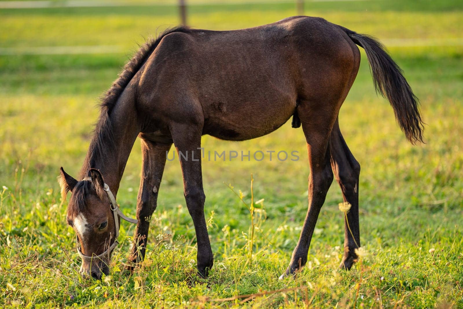 Dark brown Arabian horse foal grazing over green grass field, afternoon sun shines over.