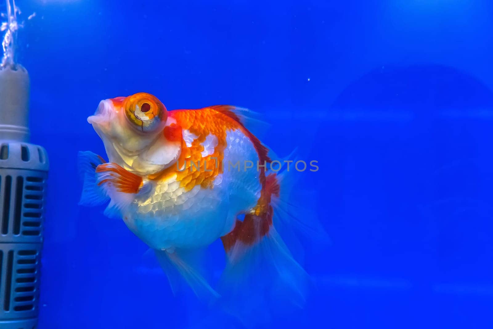 The goldfish in the cabinet on blue background.