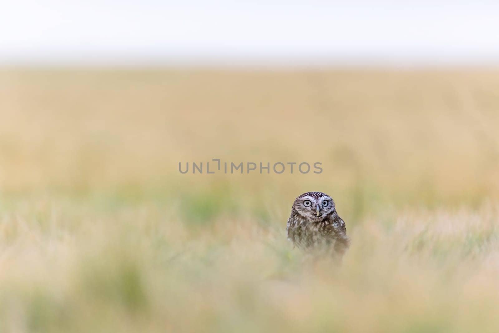 Minimalist Wilderness Photography of the Boreal Owl sitting alone in a cornfield. Horizontally.