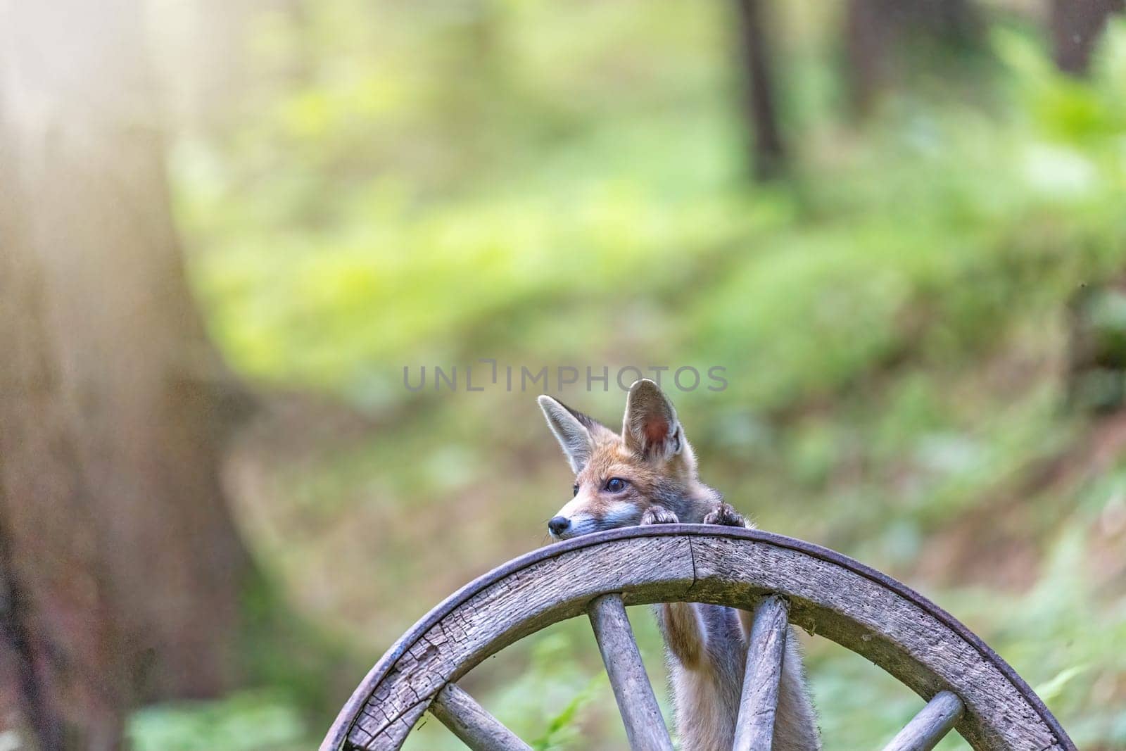 Funny red fox cub is posing with paws on an old wooden wagon wheel in the forest. Horizontally.