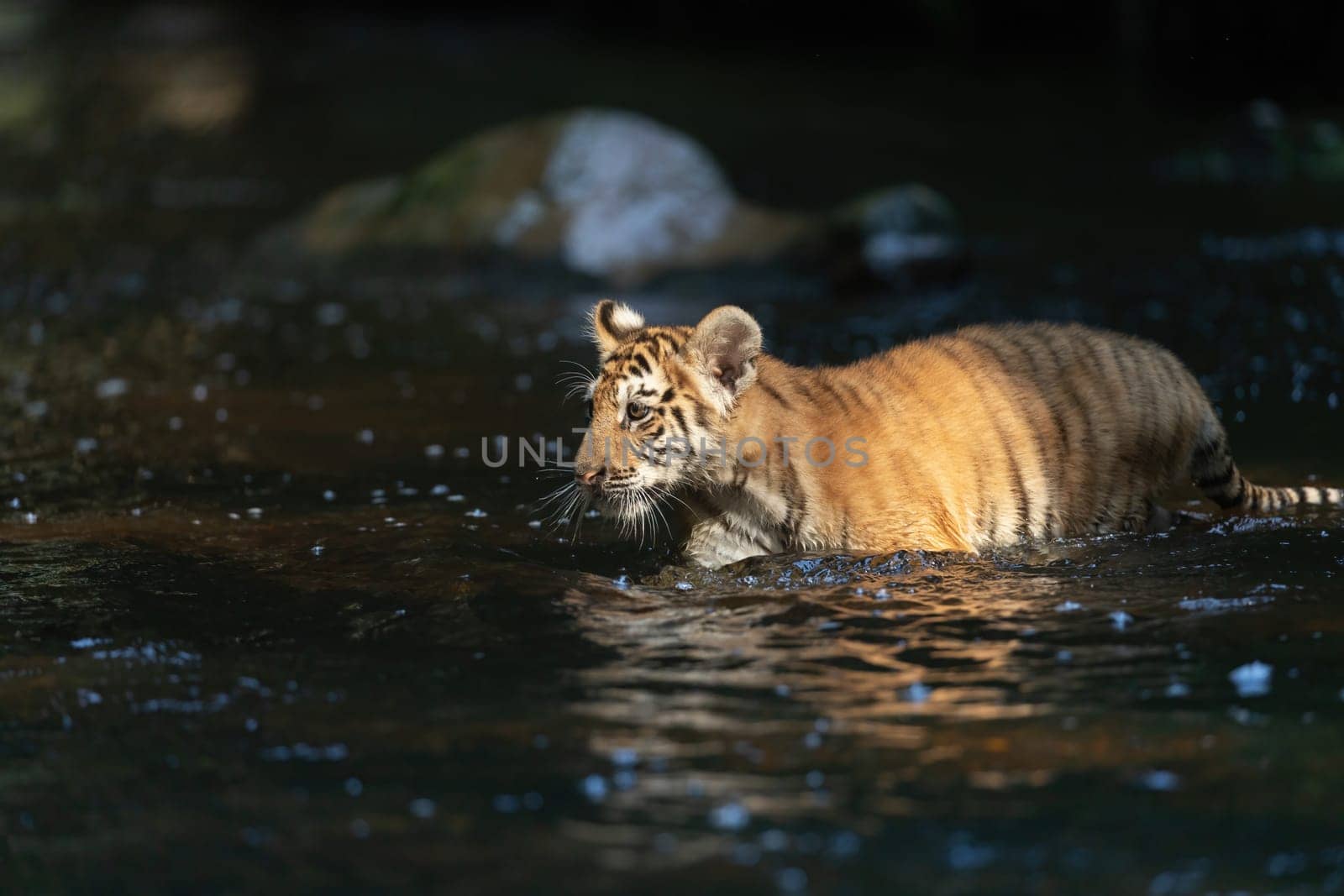 Cute cub of Bengal tiger is walking in the river in the rays of sunlight. Horizontally.