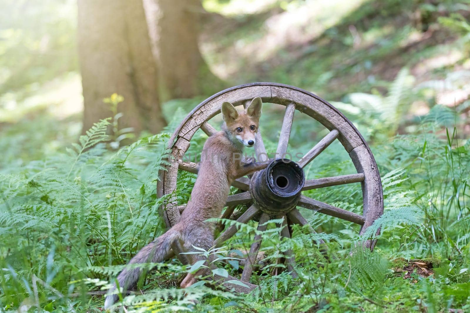 Cute fox cub is  posing on the rustic wooden wagon wheel in the forest. Horizontally.