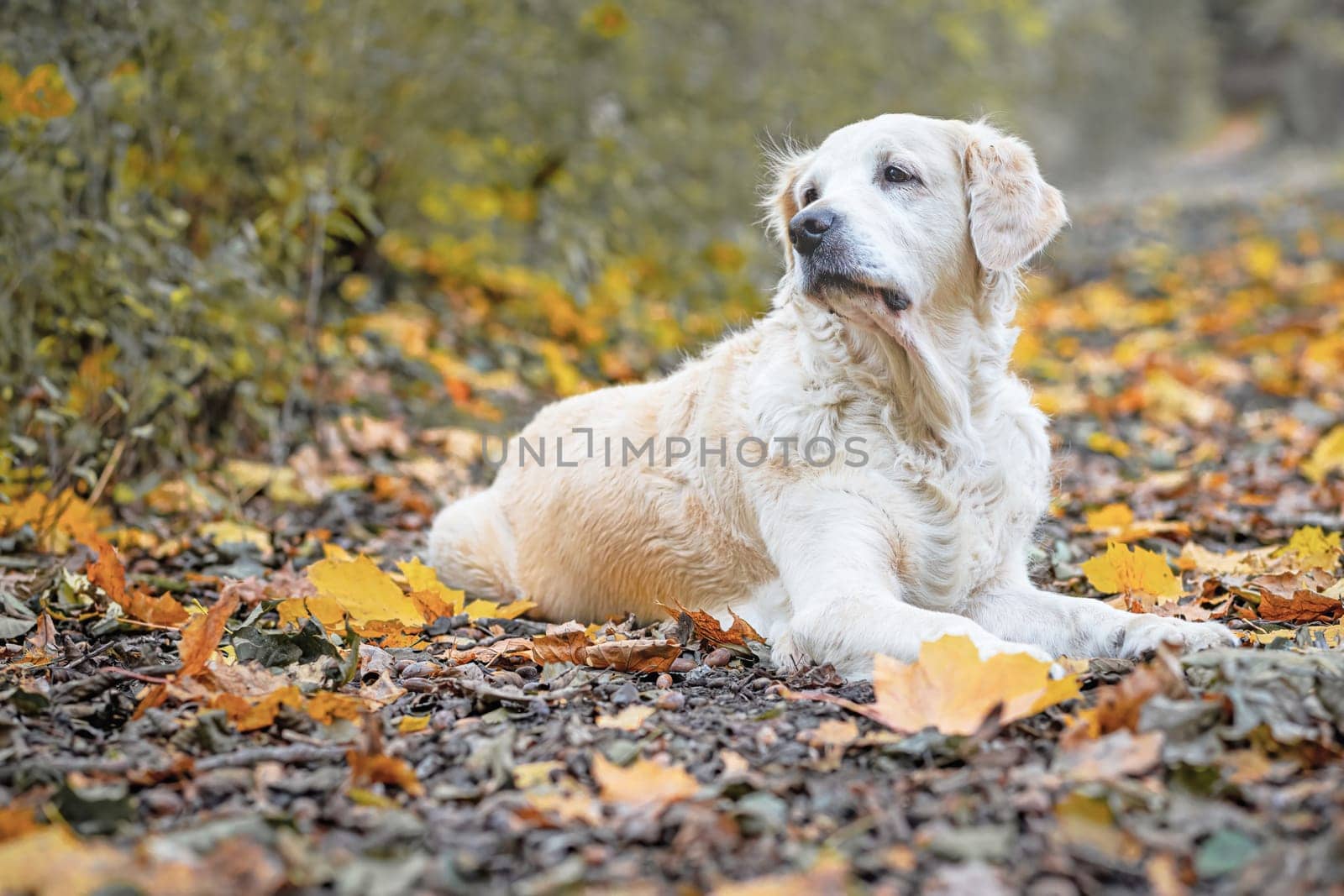 Portrait of a Golden Retriever Dog lying on an autumn path in the park. Fallen colorful leaves are around him.