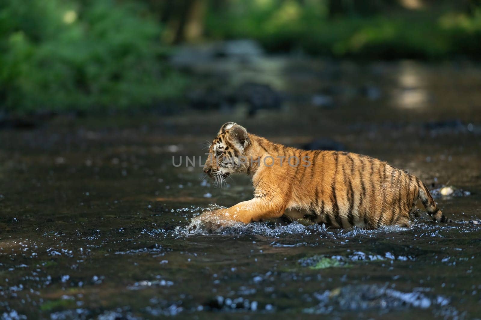 Side view of adorable cub of Bengal tiger running  in the river. Horizontally.