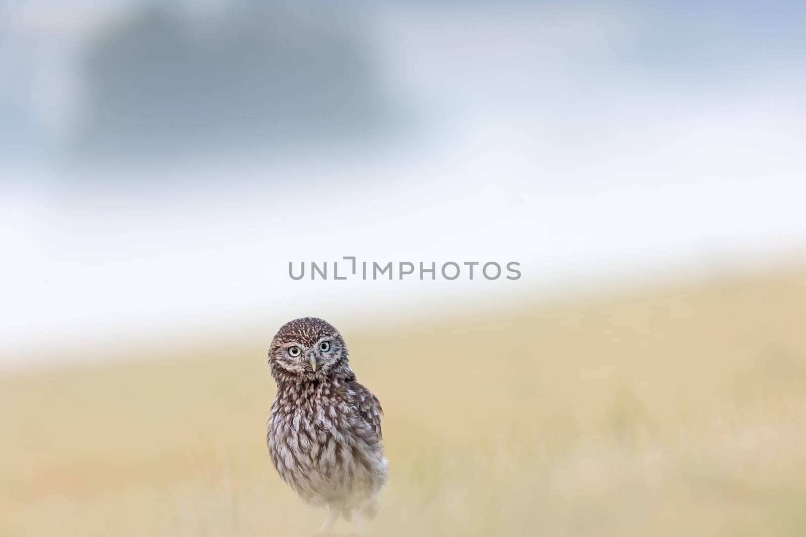 Minimalist Photography of the Boreal Owl sitting alone in summer cornfield with early morning fog in the background.. Horizontally.