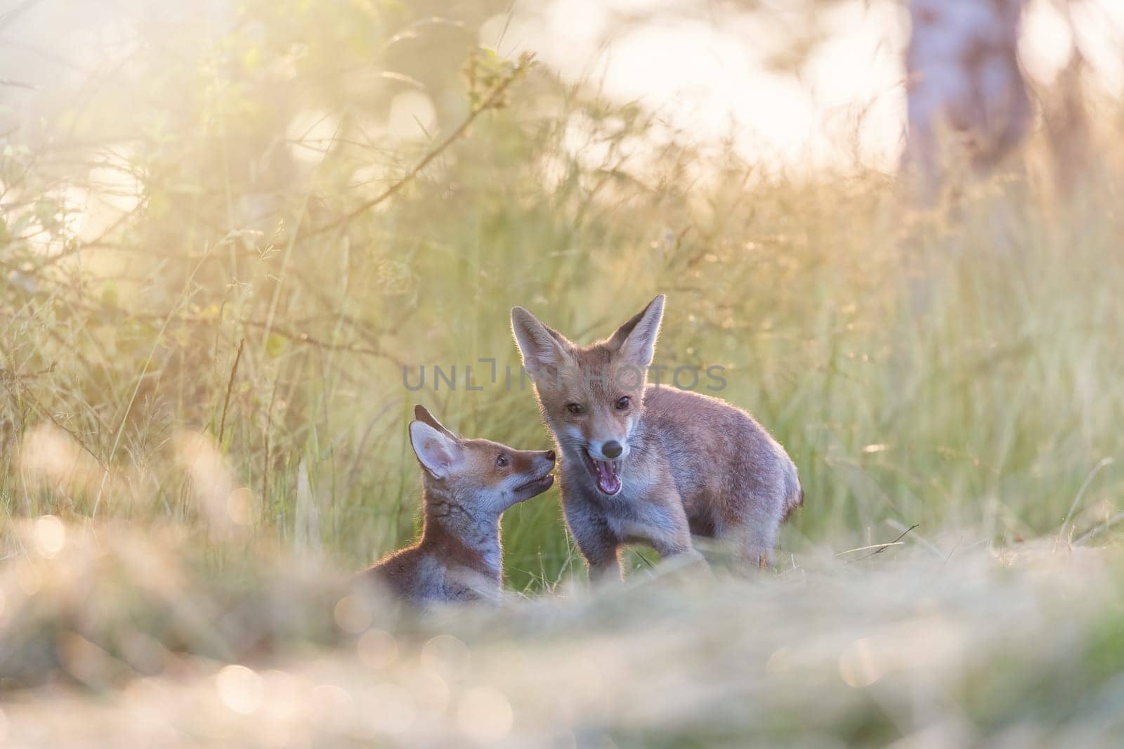 Pair of cute fox cubs is posing in field in the sunlight.  Horizontally.
