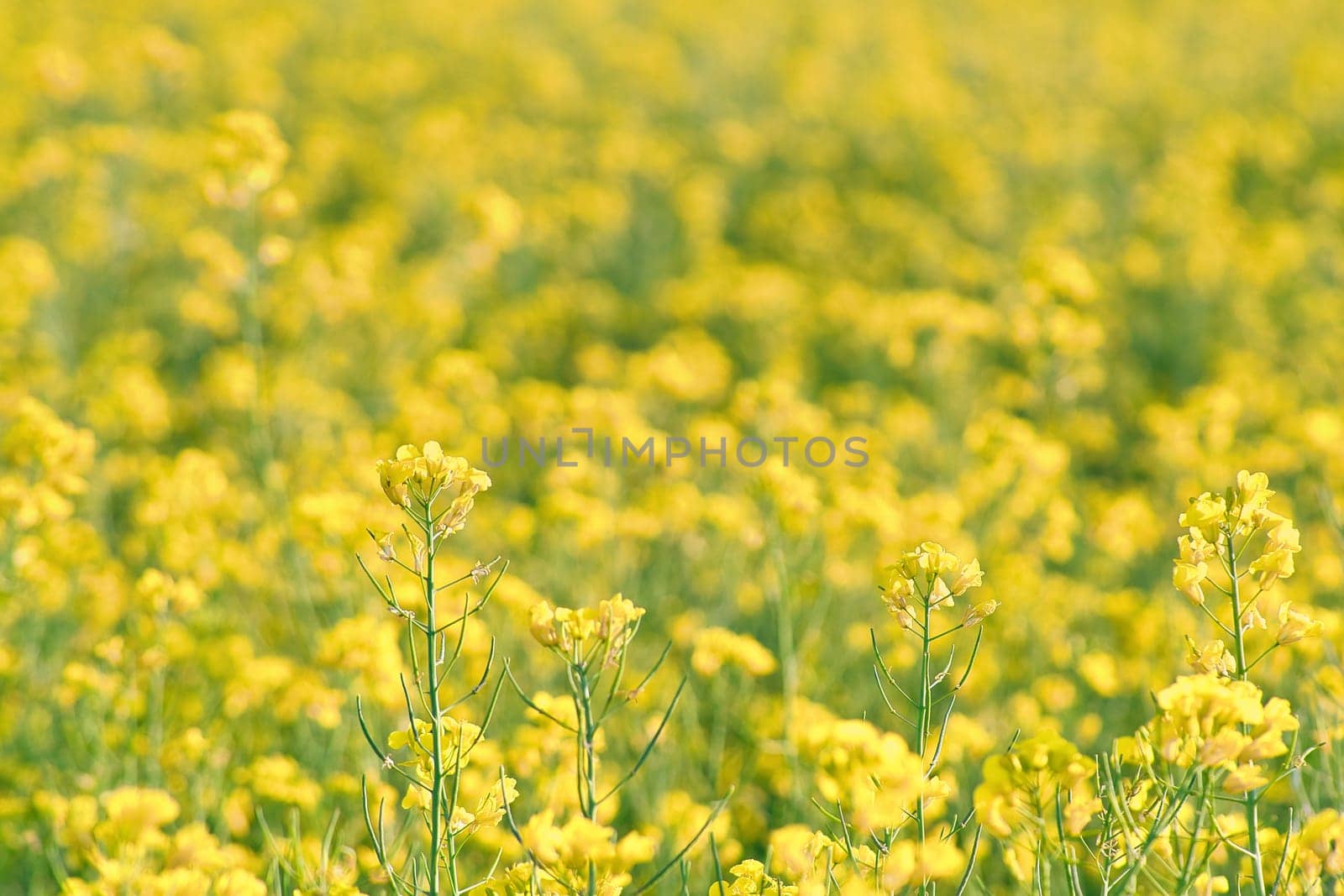 Rape with yellow flowers in the canola field. Foreground highlighted and blurred background. Product for edible oil and bio fuel. Nature from agriculture.