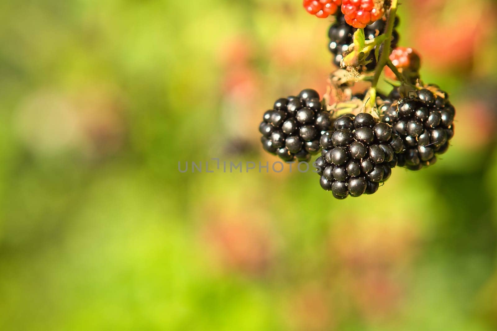 Blackberry on the branch. Ripe fruit. Fruit rich in vitamins. Close up of a food. Blurred background