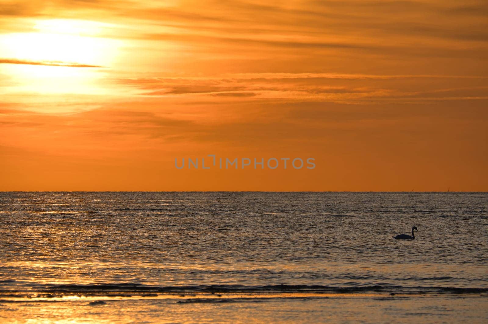 Sunset, swans swimming in the illuminated sea. Light waves. Poel island on the Baltic Sea. Nature photo from the coast