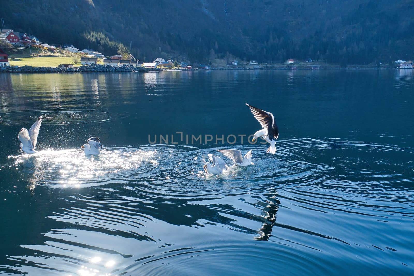 Seagulls takes off in the fjord in Norway. Water drops splash in dynamic movement of sea bird. Animal photo from Scandinavia