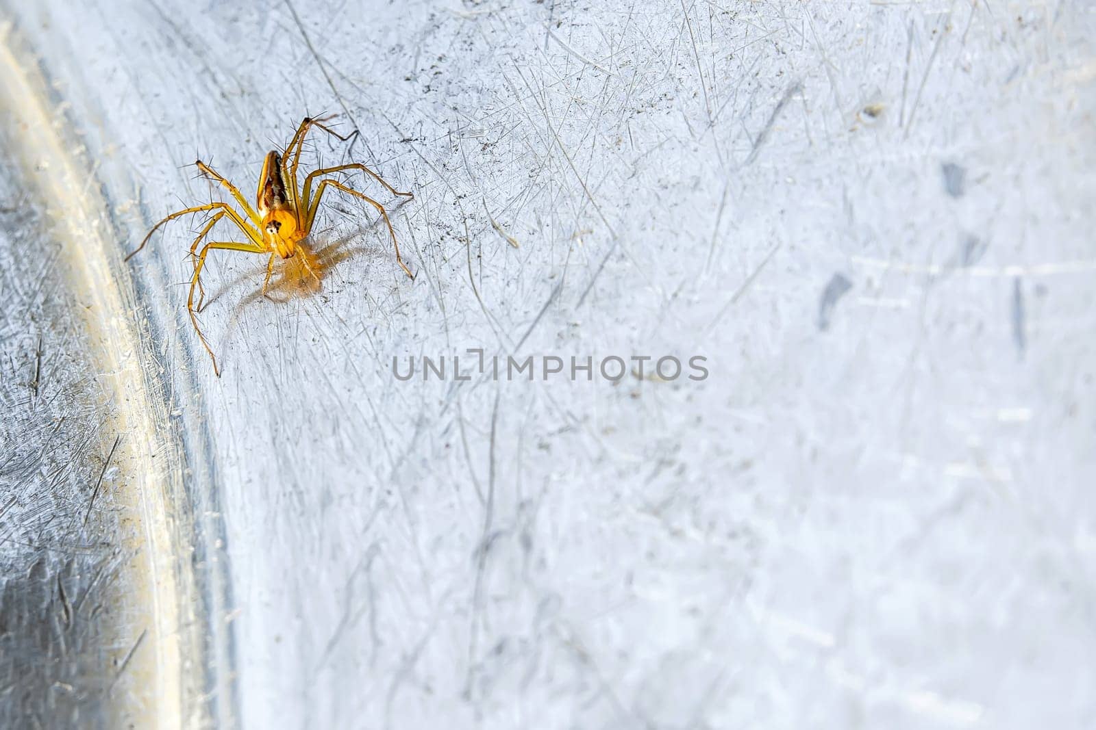 A small spider that lives in the grass on the metal ground.