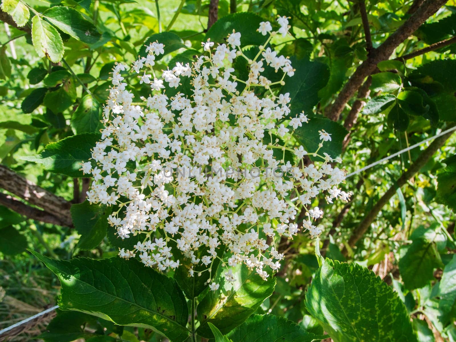 Close-up of the umbrella-shaped inflorescence of the elderberry bush (lat: Sambucus) in full bloom.