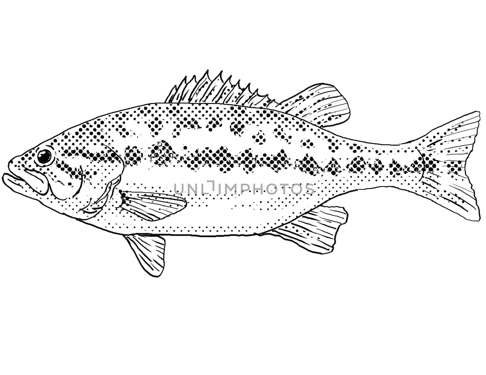 Cartoon style line drawing of a Micropterus henshalli or Alabama bass  a freshwater fish endemic to North America with halftone dots shading on isolated background in black and white.