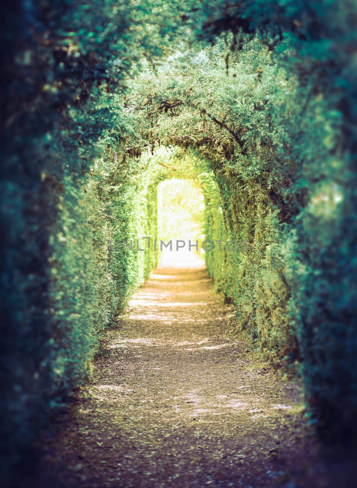 The green tunnel. Tunnel of trees leading to light. Real photography