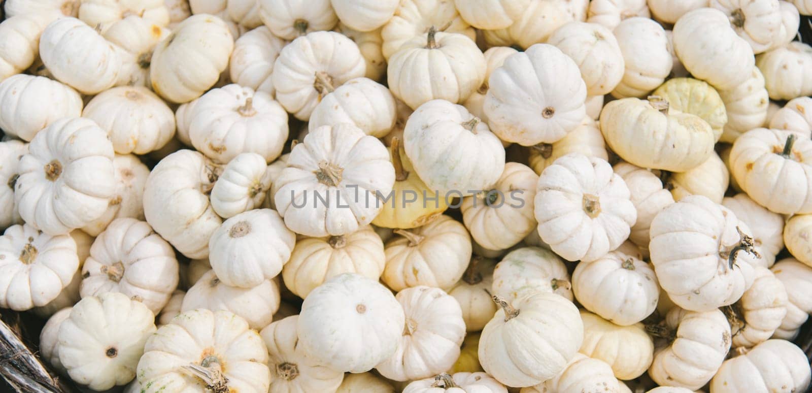 Autumn decorative pumpkins on farm market from above. Halloween and  thanksgiving pumpkin crop in basket. Thanksgiving dinner and halloween party design background. Fall nature concept top view.